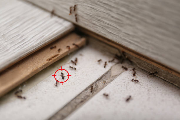 Best Affordable Pest Control Services  in Rancho San Diego, CA