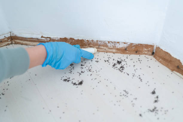 Best Termite Control Services  in Rancho San Diego, CA