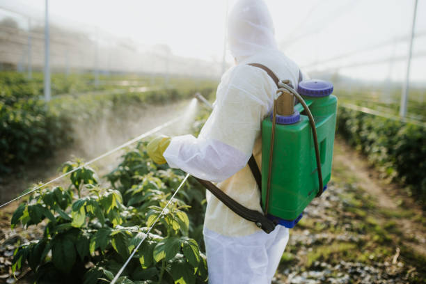 Best Affordable Pest Control Services  in Rancho San Diego, CA